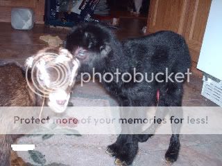 Twin does this time. :D - Goats