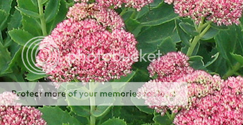 sedum.png picture by karinvangelder