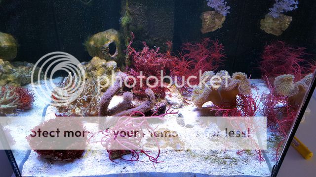 display refugium help reef