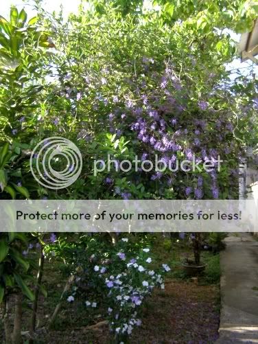 P3190196.jpg picture by backpackervn