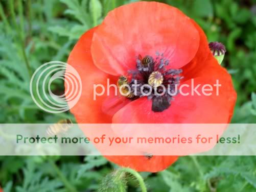 P3190209.jpg picture by backpackervn