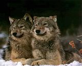 TwoWolves.jpg image by ChiefHatchet