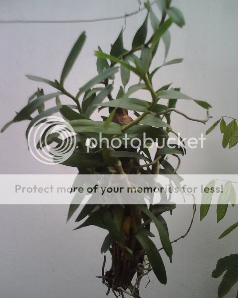 Các bác giúp em xem đây là loại phong lan gì hoa như thế nào có đẹp không..??