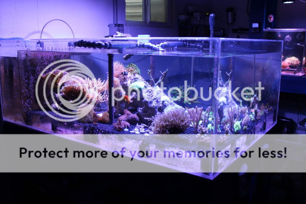 Apollo Reef LED SolarBlast UV 5000 | Reef2Reef