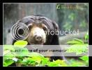 bear.jpg