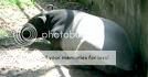tapir.jpg